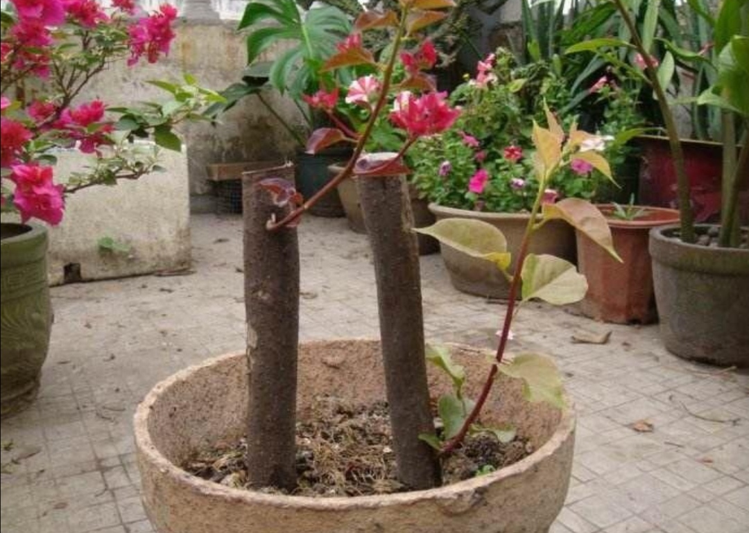 3种木本花卉，5月扦插正适宜，快速生根不黑腐