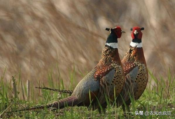 种植小知识：如何防止野山鸡、喜鹊来啄玉米芽？听听老农咋说