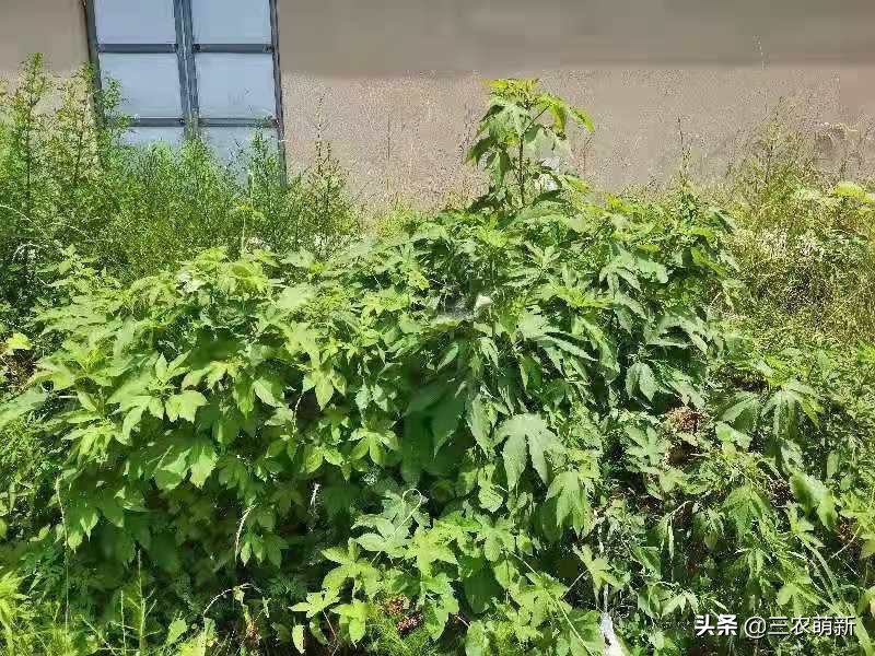 16种入侵植物，图文并茂涨知识，记住外形特征，见到请铲除