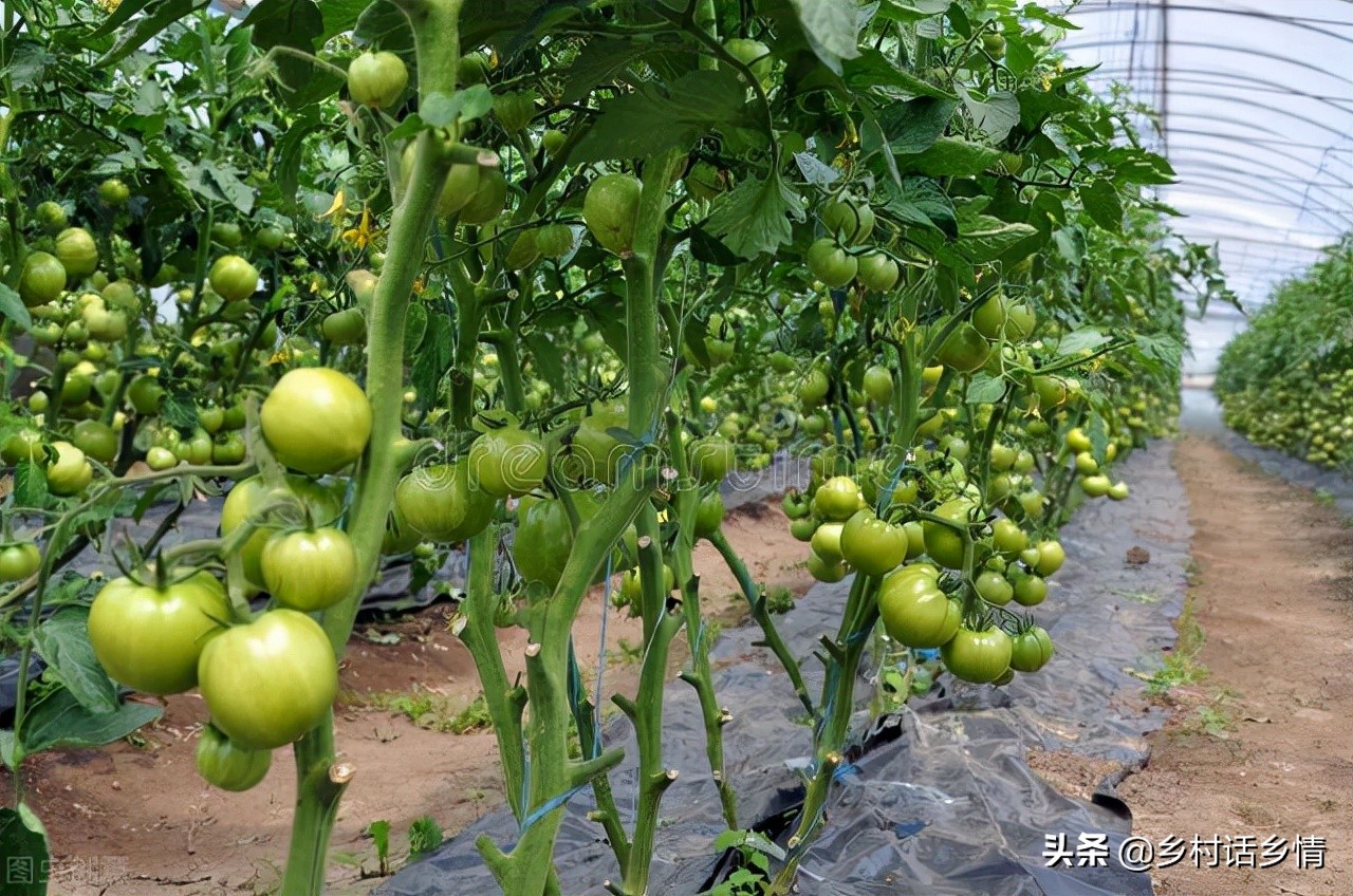 种植怎能少了这五个小妙招？促长增产有奇效，蔬菜果树全能用