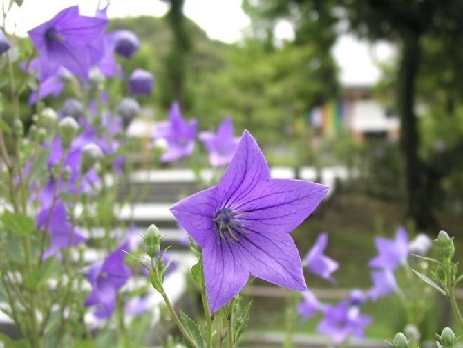 传说中的花语（全套）