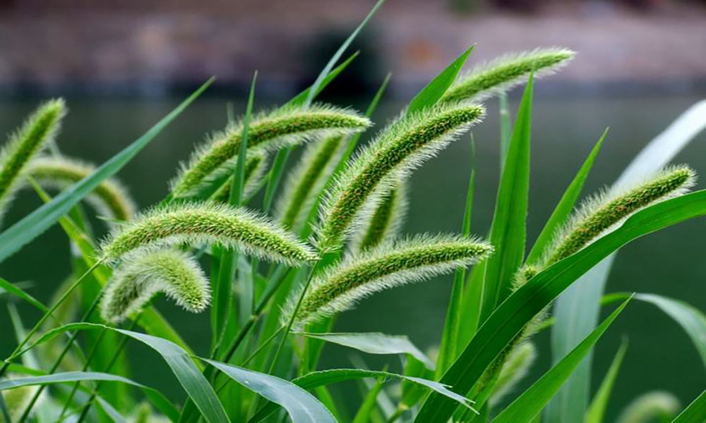 农村常见的这些植物，你们认识多少？看完涨知识