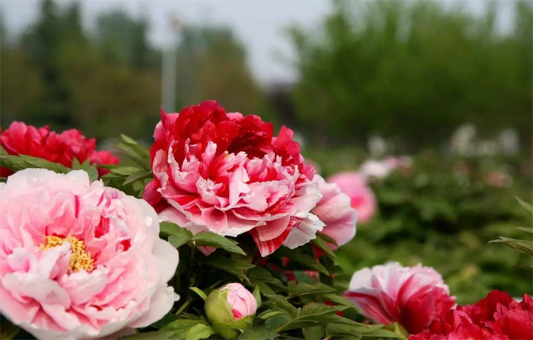 冷门知识：中国花卉资源在品质上具有哪些优异特点？