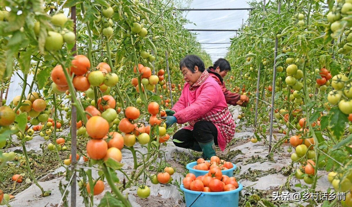 蔬菜种植窍门多，两忌三不要牢记，必备技能，马虎不得