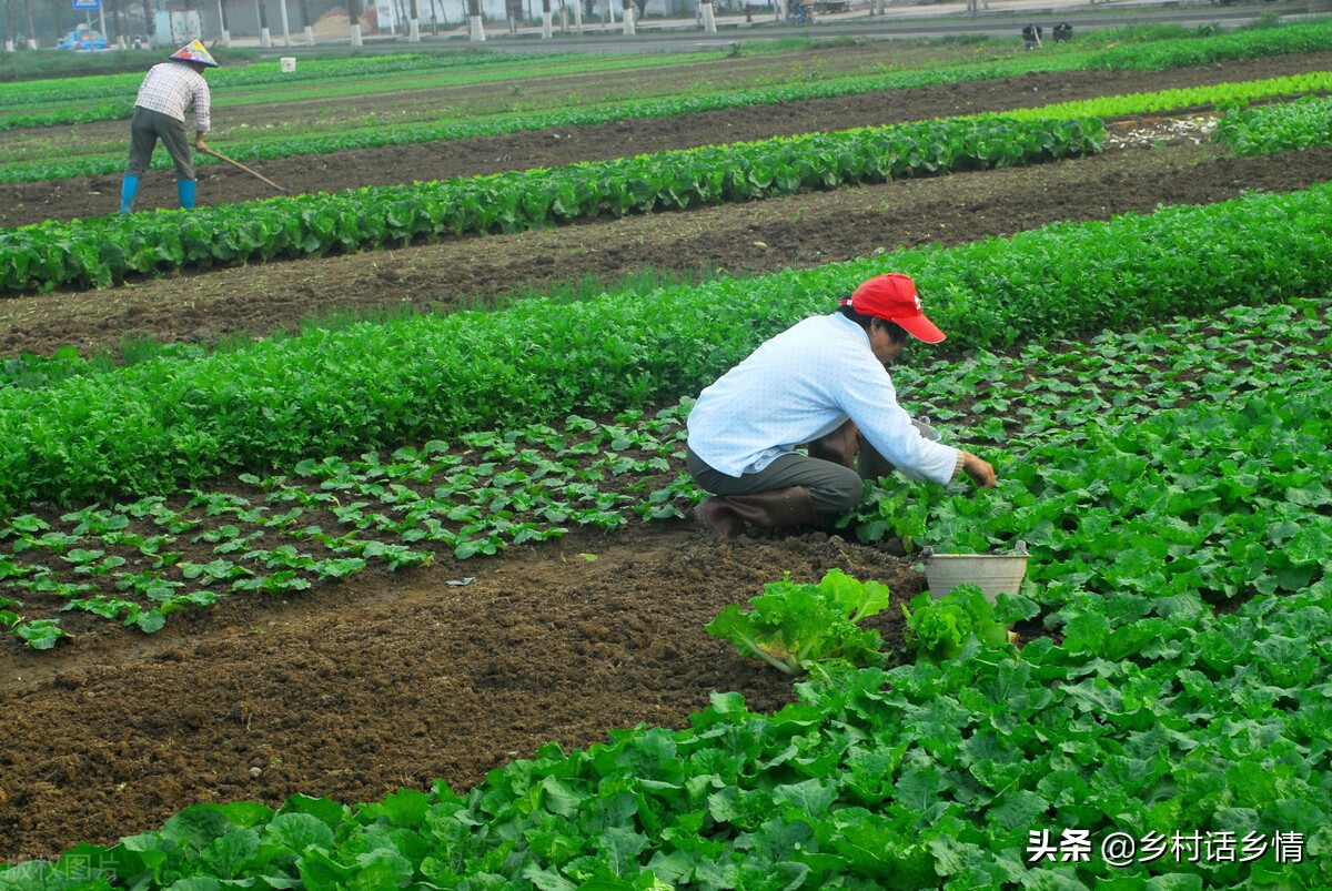 老农民流传下来的这些种植经验，花钱买不来，种啥也离不开