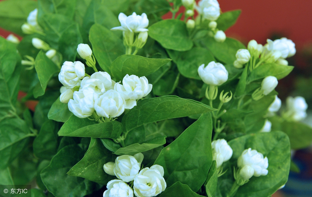 家庭养花：茉莉花栽培