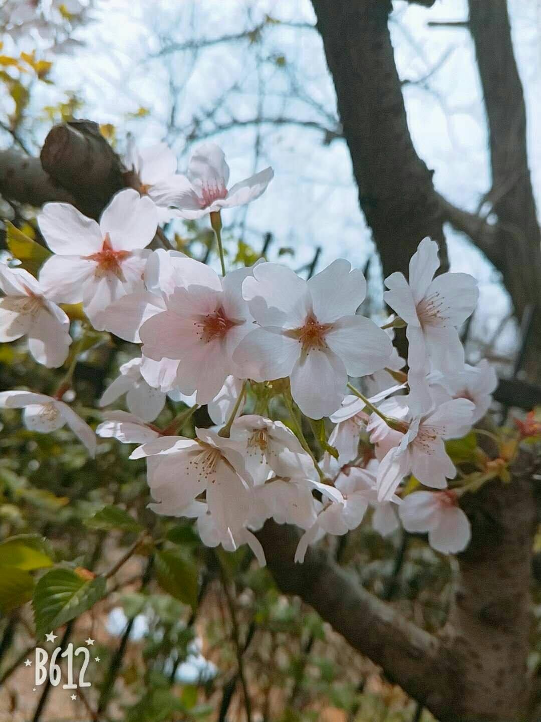 植物知识大问答！你对植物够了解吗？来测测看吧