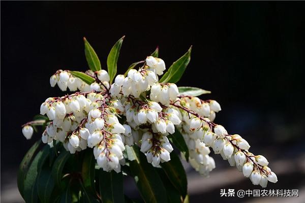 优良木本花卉——马醉木的栽培技术