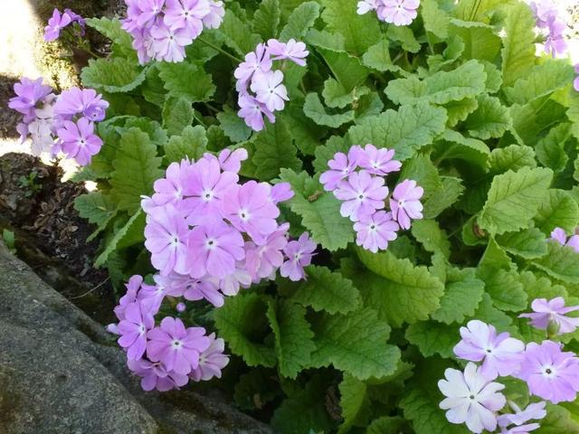 在自家院子种上这10种草本花卉植物，一年四季都有花看