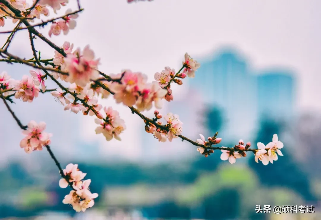 诗词曲中描写“花”的45个好句子，孩子写作绝佳素材（建议收藏）