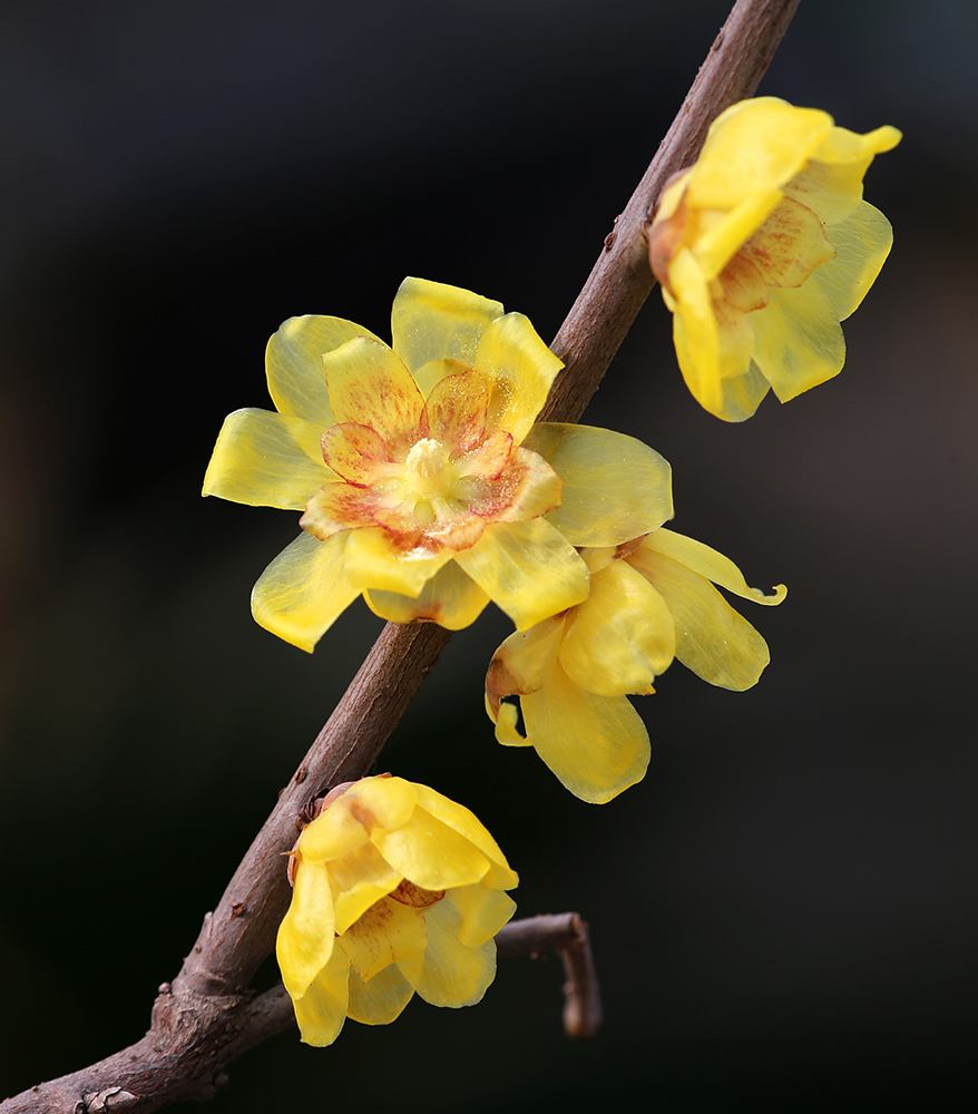 木本花卉，你认识几个？