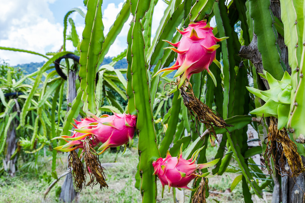 颜华火龙果小课堂：火龙果花果管理