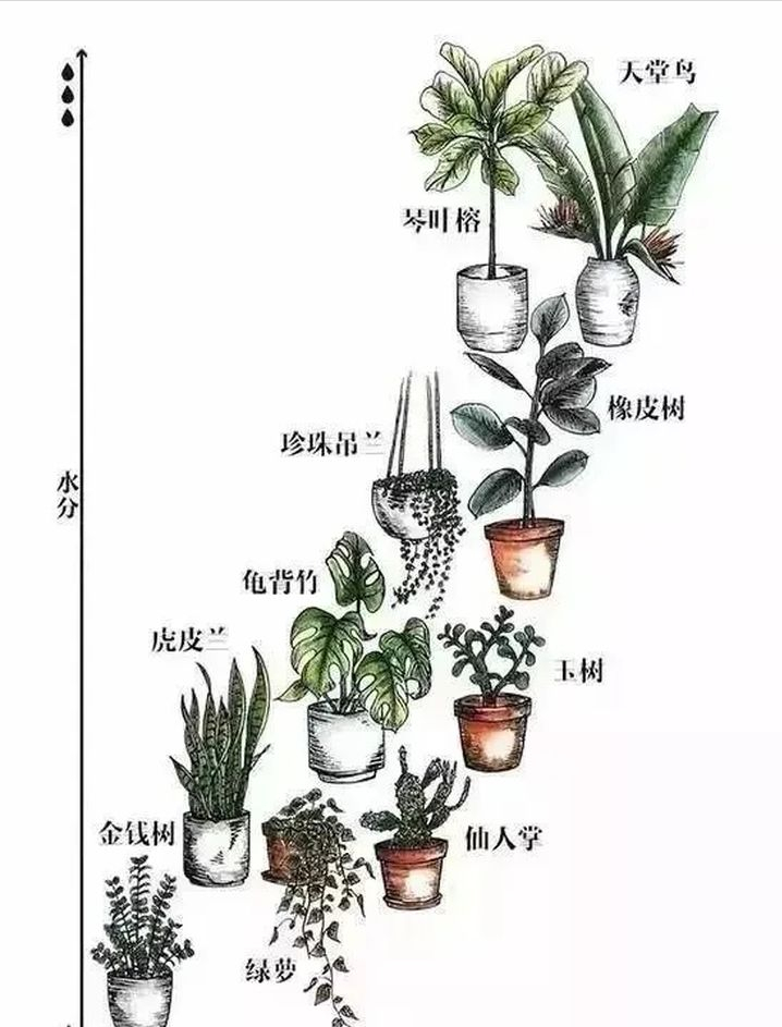 花卉绿植｜室内绿植养护，你必须知道这些