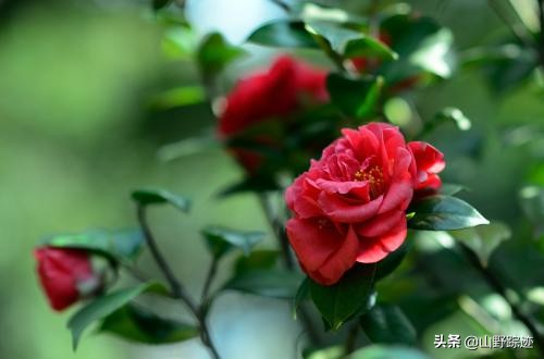 冬季最适合养这种多年生木本植物，花多又好养，注意这5点就爆盆