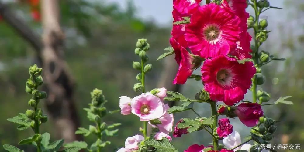 花朵比朱瑾、扶桑还要好看的草本花，夏秋季节灿烂开花