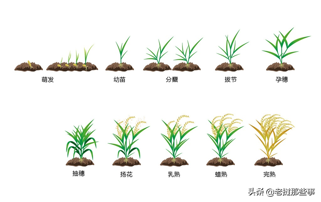 老挝水稻种植基础知识大全（建议收藏）