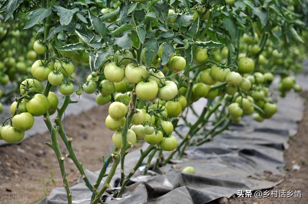 种植蔬菜必备知识，先学会浇好三种水，施好三种肥，你会吗？