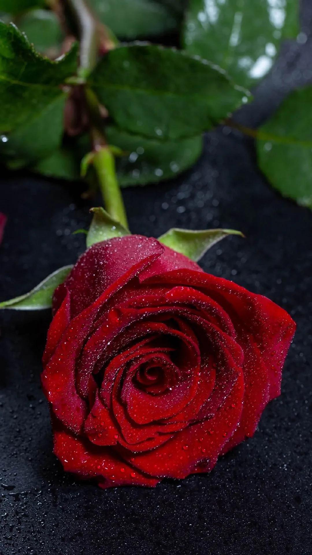 各色玫瑰的花语是什么，送几朵代表什么意思你知道吗？