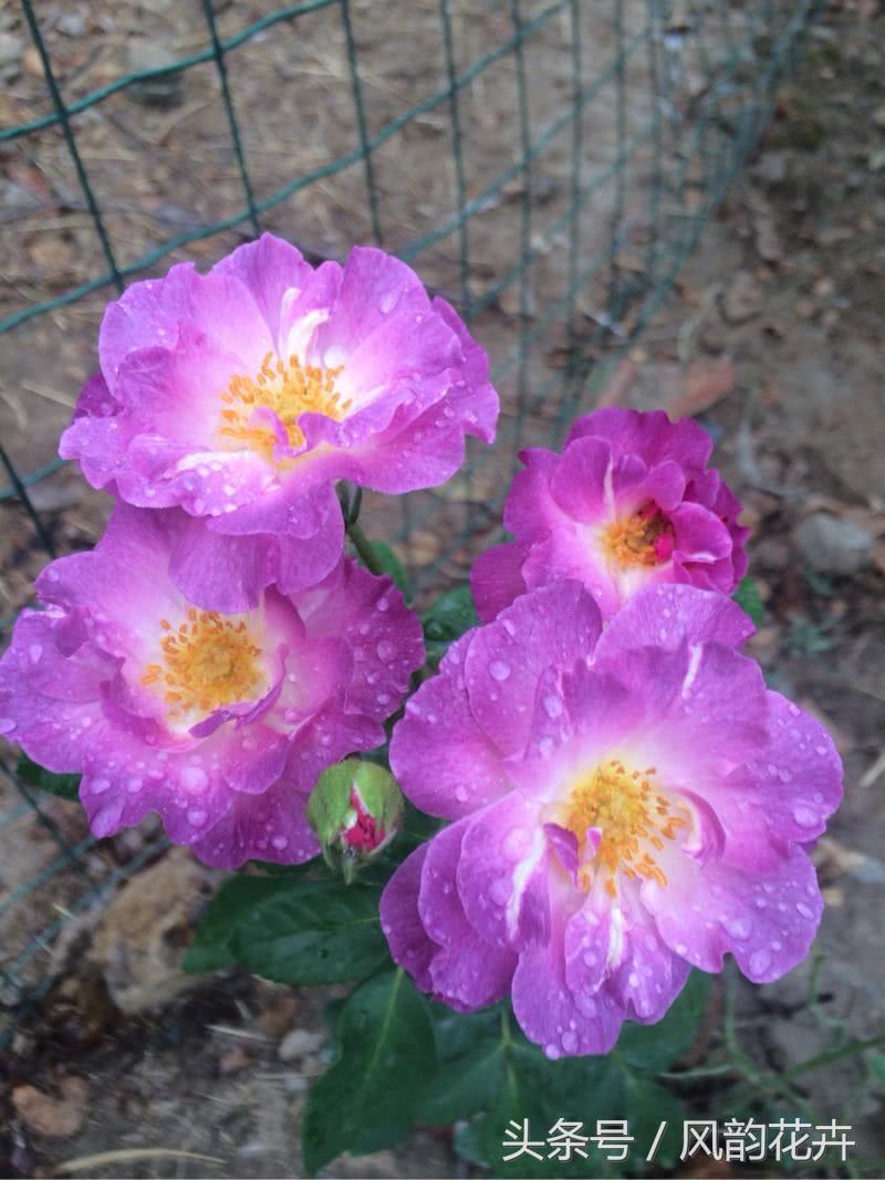 这种木本花卉，漂亮得像假花，一年四季开花，花香四溢，值得拥有