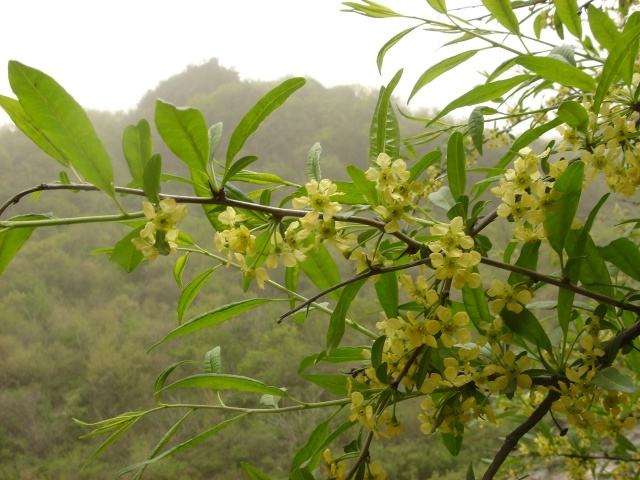 小兴安岭的烂漫山花――木本花卉（下）