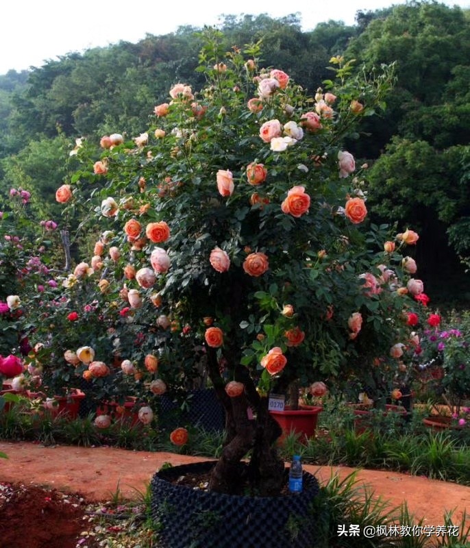 “热门”花木“树月季”分步“养护”方法“精髓”与“要点”