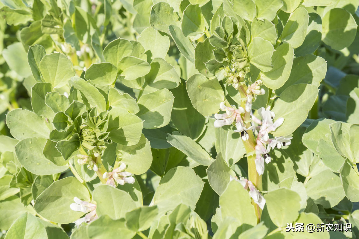 青蚕豆、青毛豆、青豌豆，1年3熟高效种植技术，菜农福音