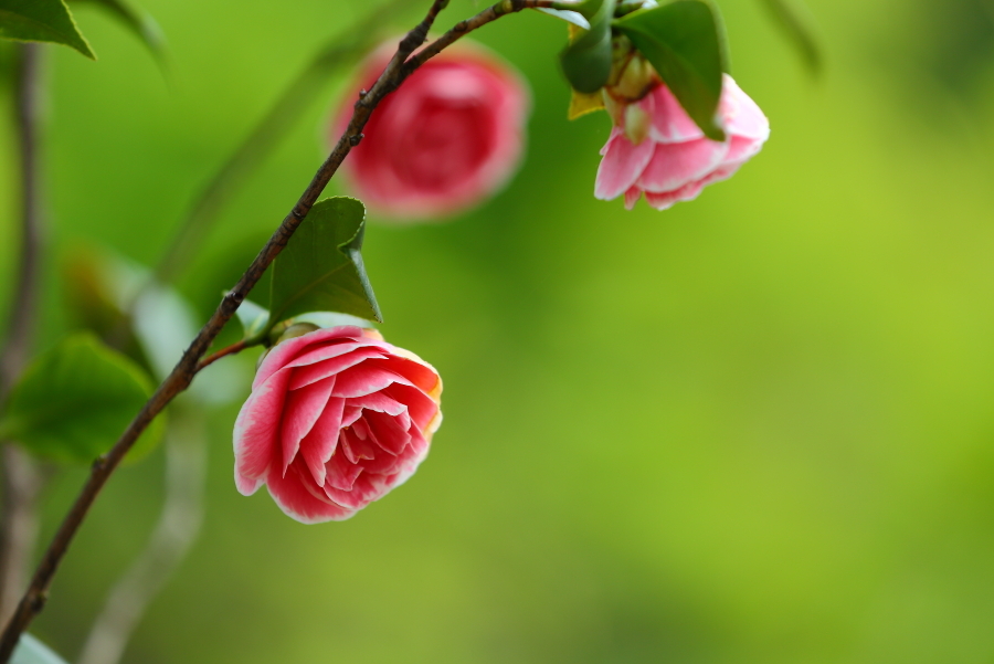 山茶花，自古就是极富盛名的木本花卉