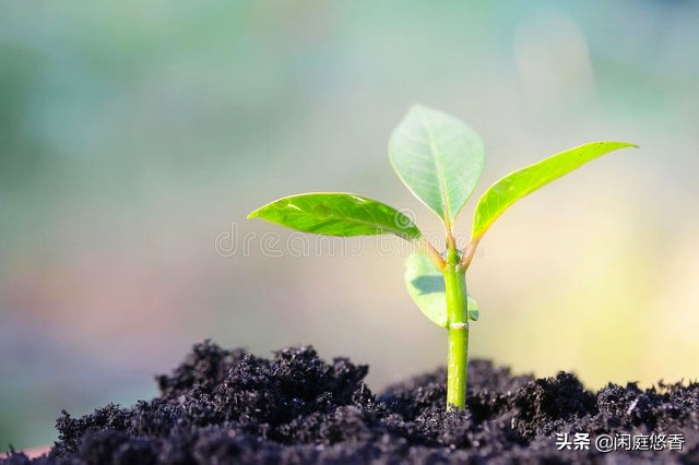 从现在开始告别养花小白，快来学习植物生长必须的养护知识