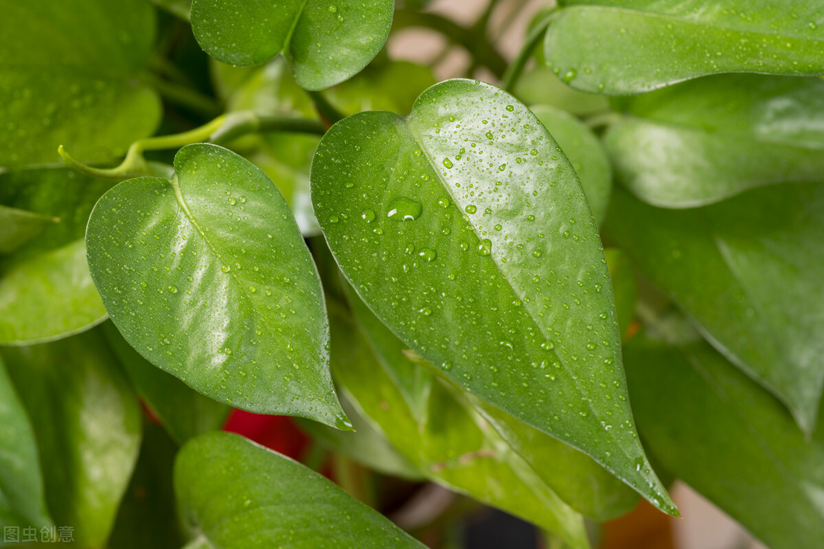 太实用了！45种常见植物养殖方法大全