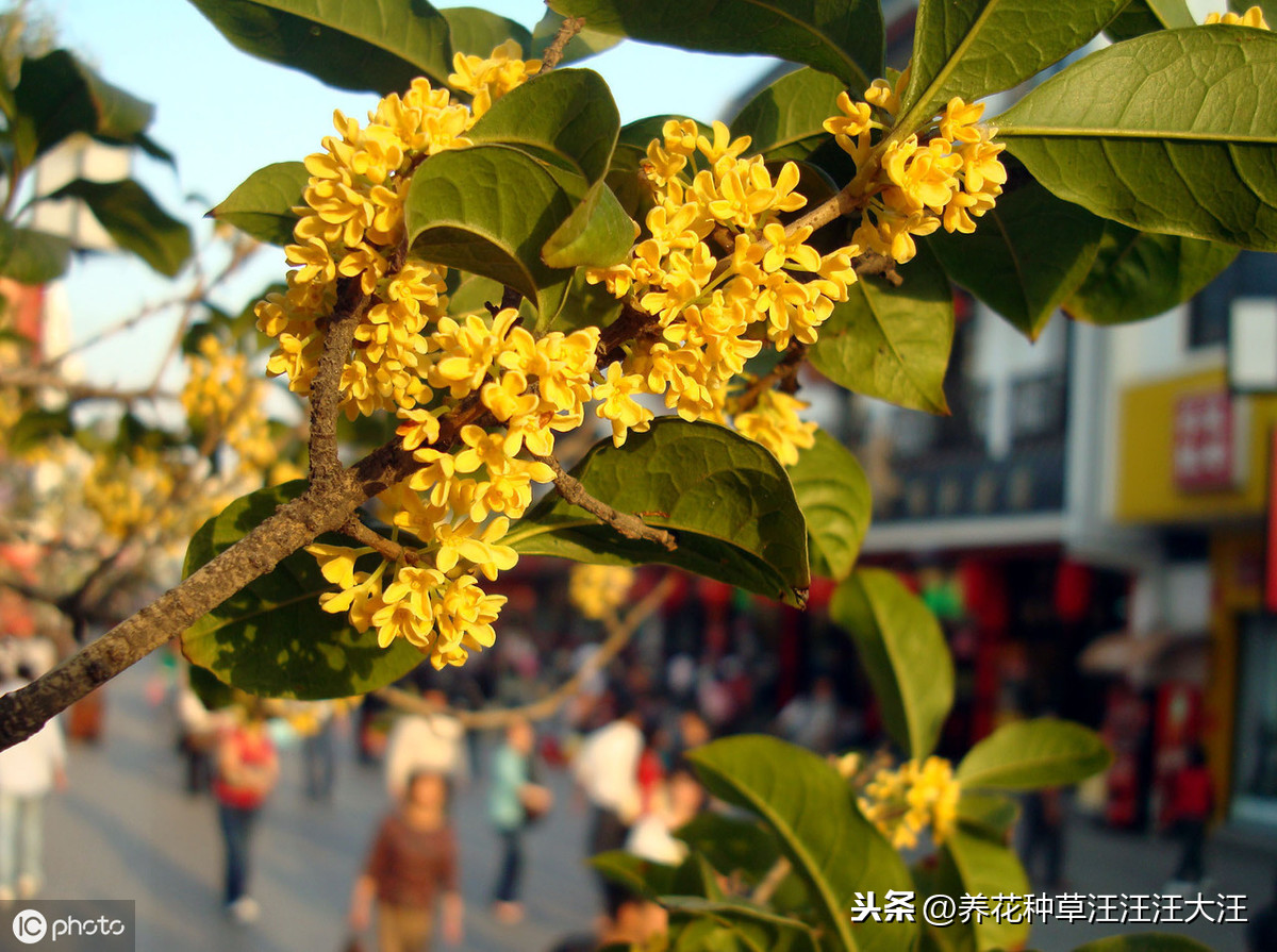 桂花养护，需要注意这一点，做对了，植株旺，开花多