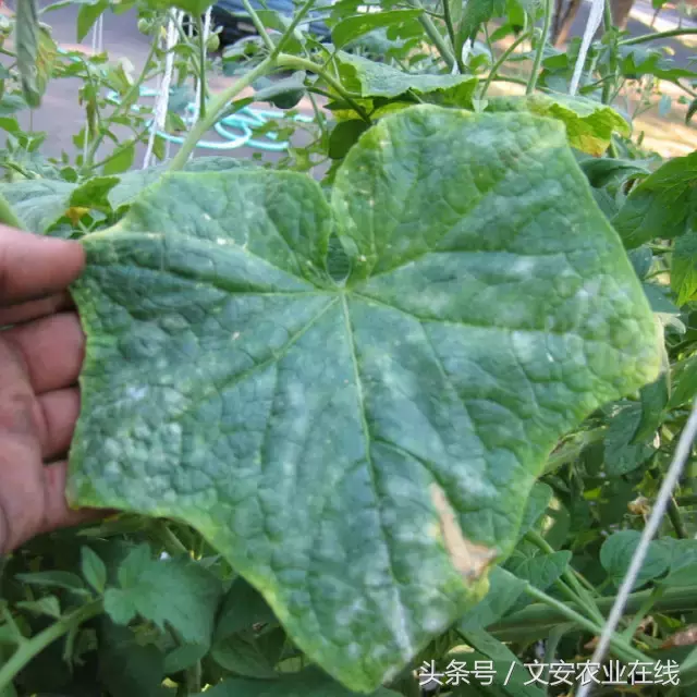 植物病害知识全解（收藏版）