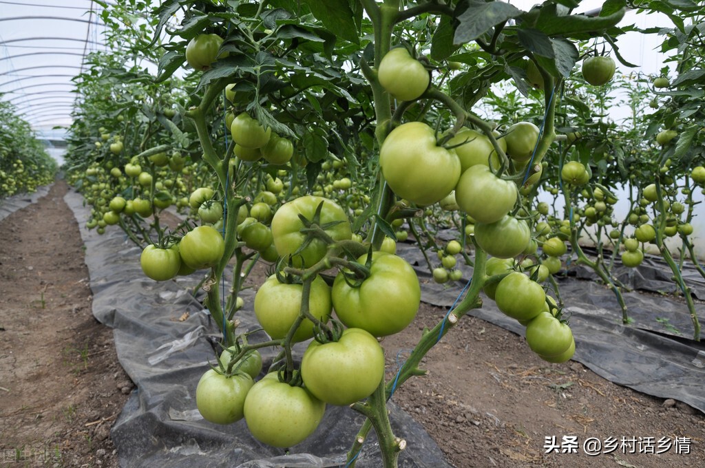 学会种菜技巧顺口溜，下一个种植高手就是你，独家分享