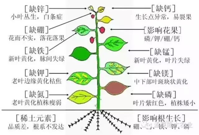 植物营养元素基础知识，入门级培训教材，你值得拥有！