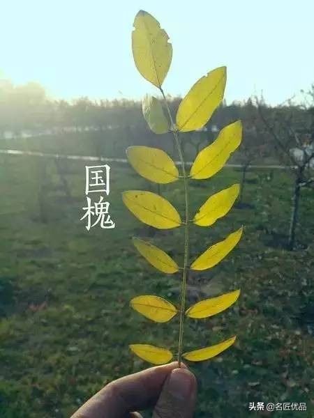 教孩子认识植物涨知识，前提是你是个“一叶知树”的植物达人吗？