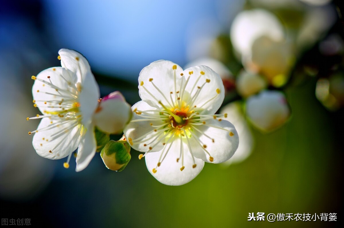 果树花期用什么样的肥料最合适？果树花前追肥和花后追肥哪种好？