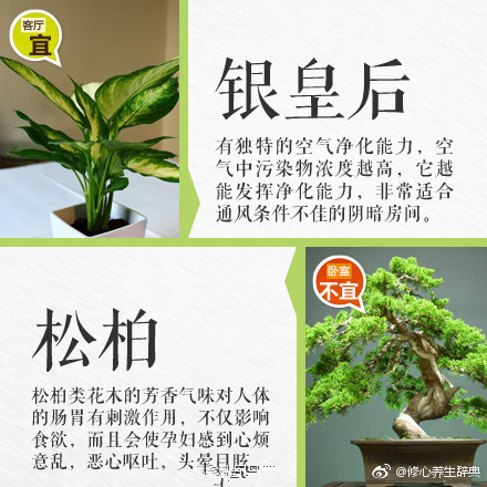 绿植小知识