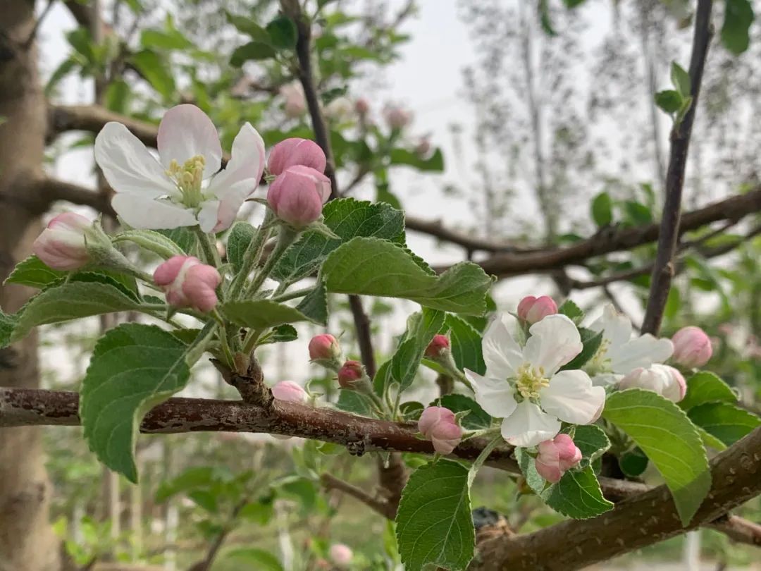 苹果：花果管理技术（一）