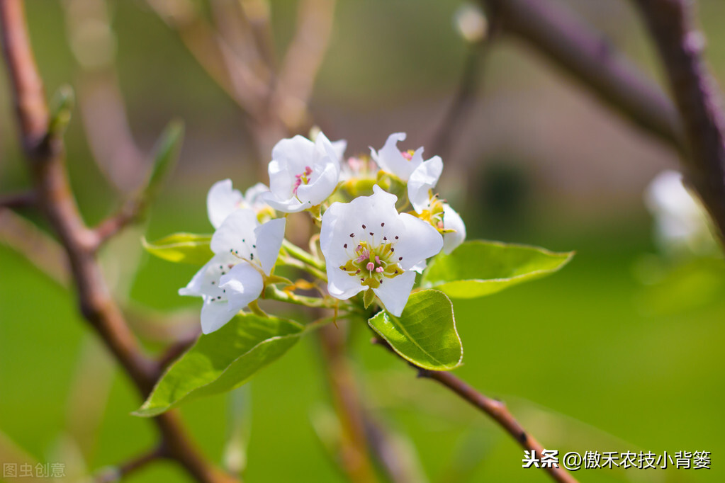 提高开花坐果率和保花保果率的9个管理技巧，果农一定要掌握好