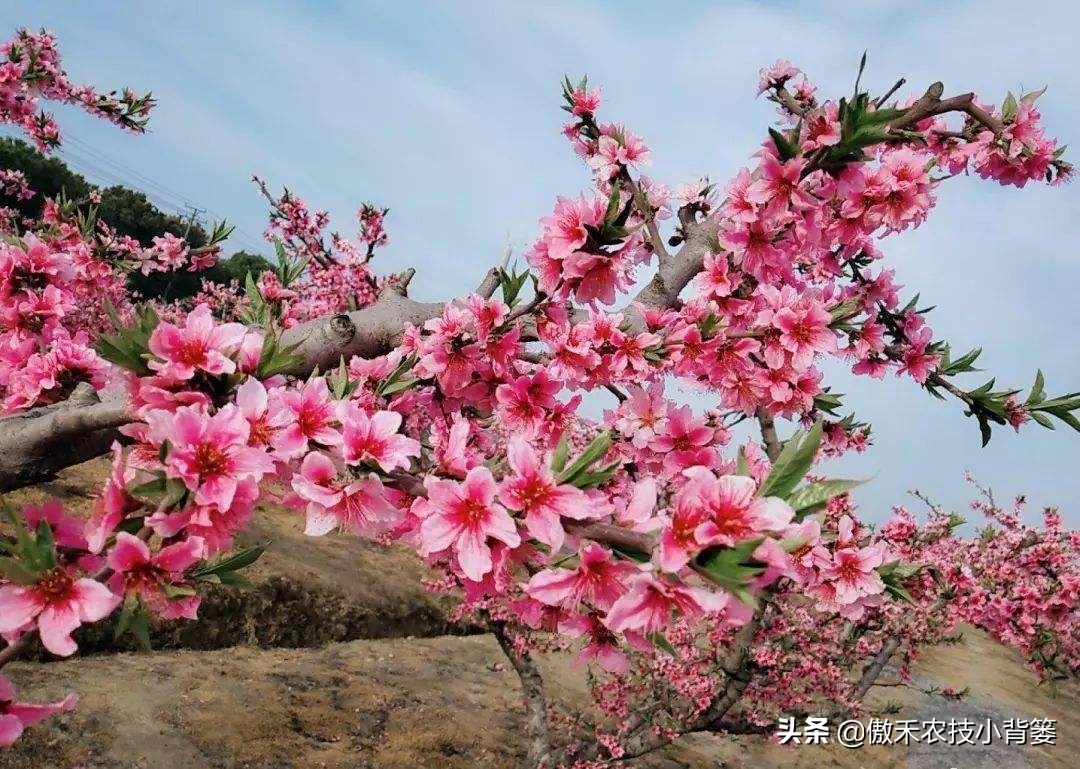 果树开花前后巧喷这些叶面肥，既能促花保果，又能预防落花落果