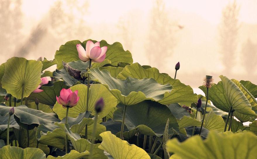 美不胜收：这些花与诗词碰撞出完美的火花