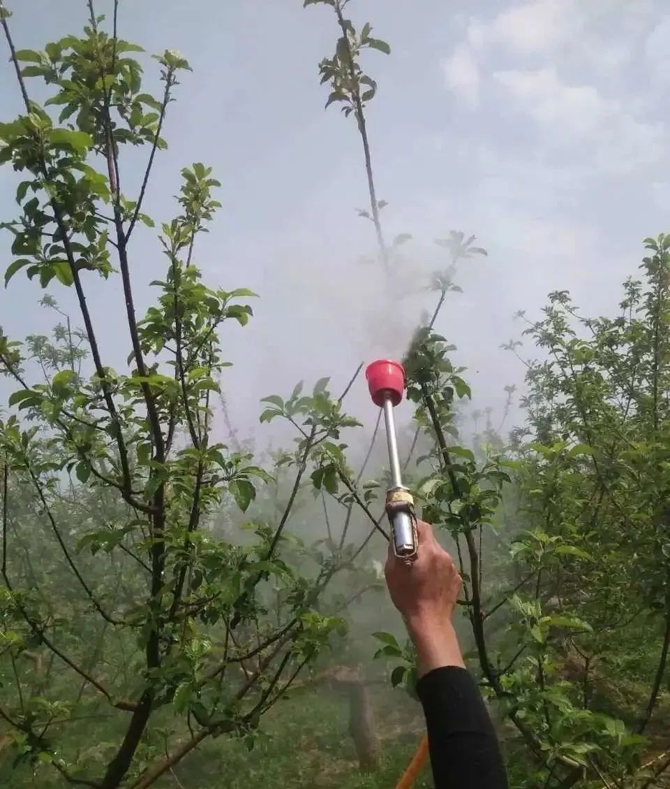 速看！果树谢花后的5大管理，做不好直接影响果树收成