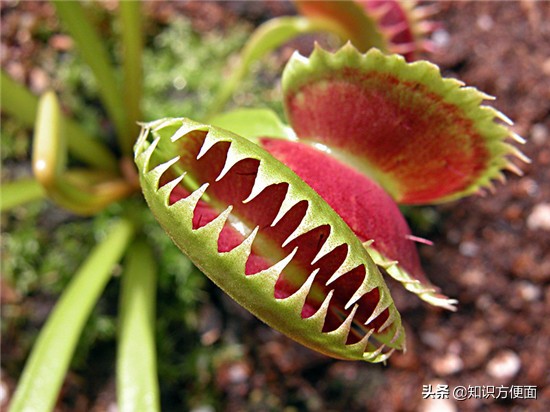 植物界的6个冷知识｜植物吃肉？树怕痒痒？