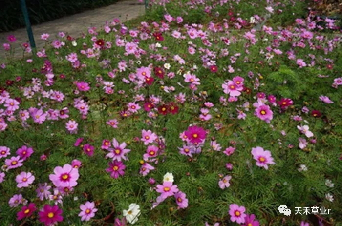 绿化常用的草本花卉