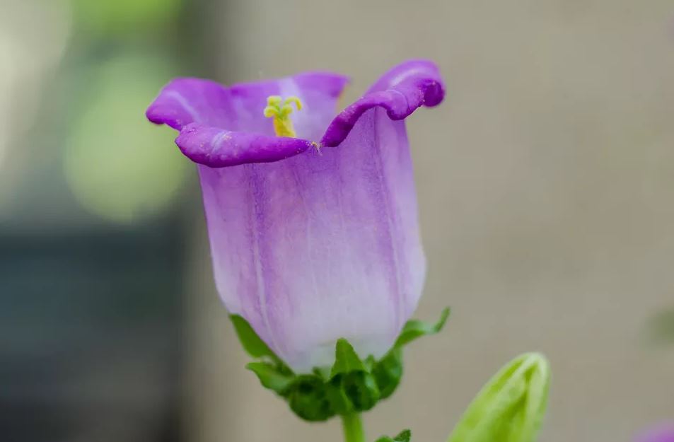 农村院子种上这7种草本花卉，美极了，城里人羡慕的不行！