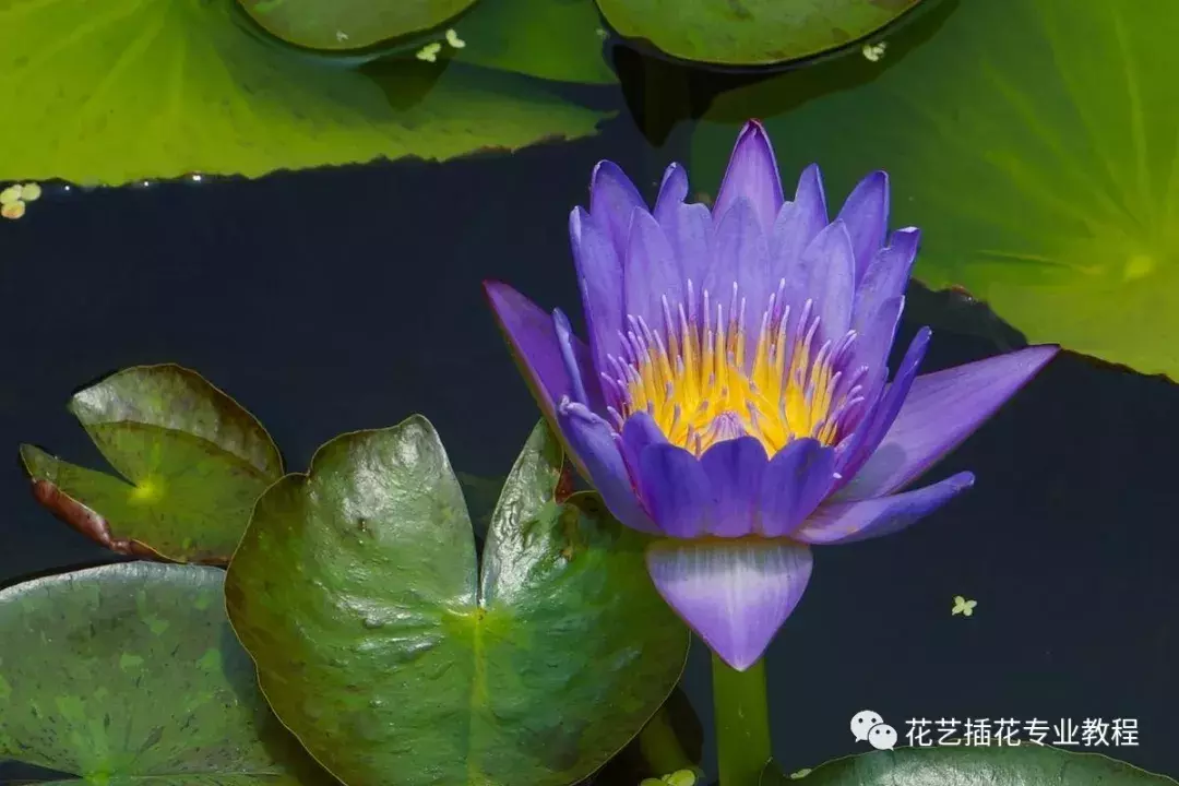 花艺插花知识讲堂~10种世界上最稀有的花