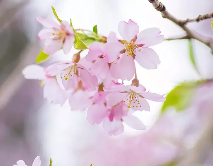 诗词丨30首最美落花诗词，从暮春看到初夏