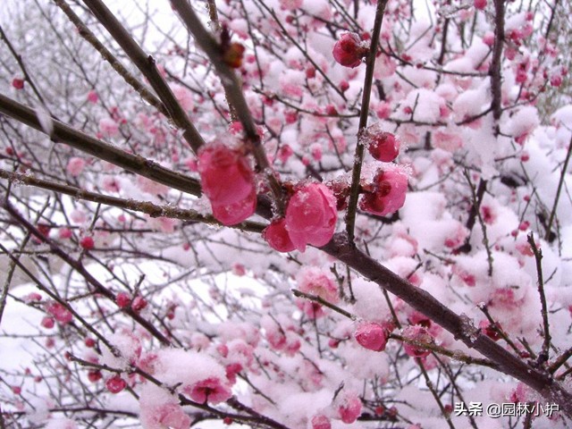 花语系列之中国十大名花，你能说出二三来吗？