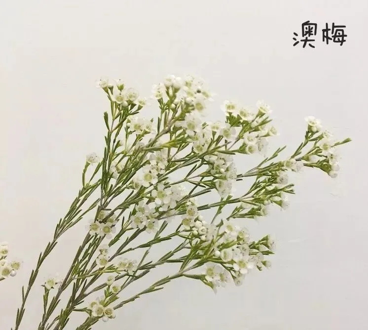 花材分享｜150种常见花材，你知道多少？