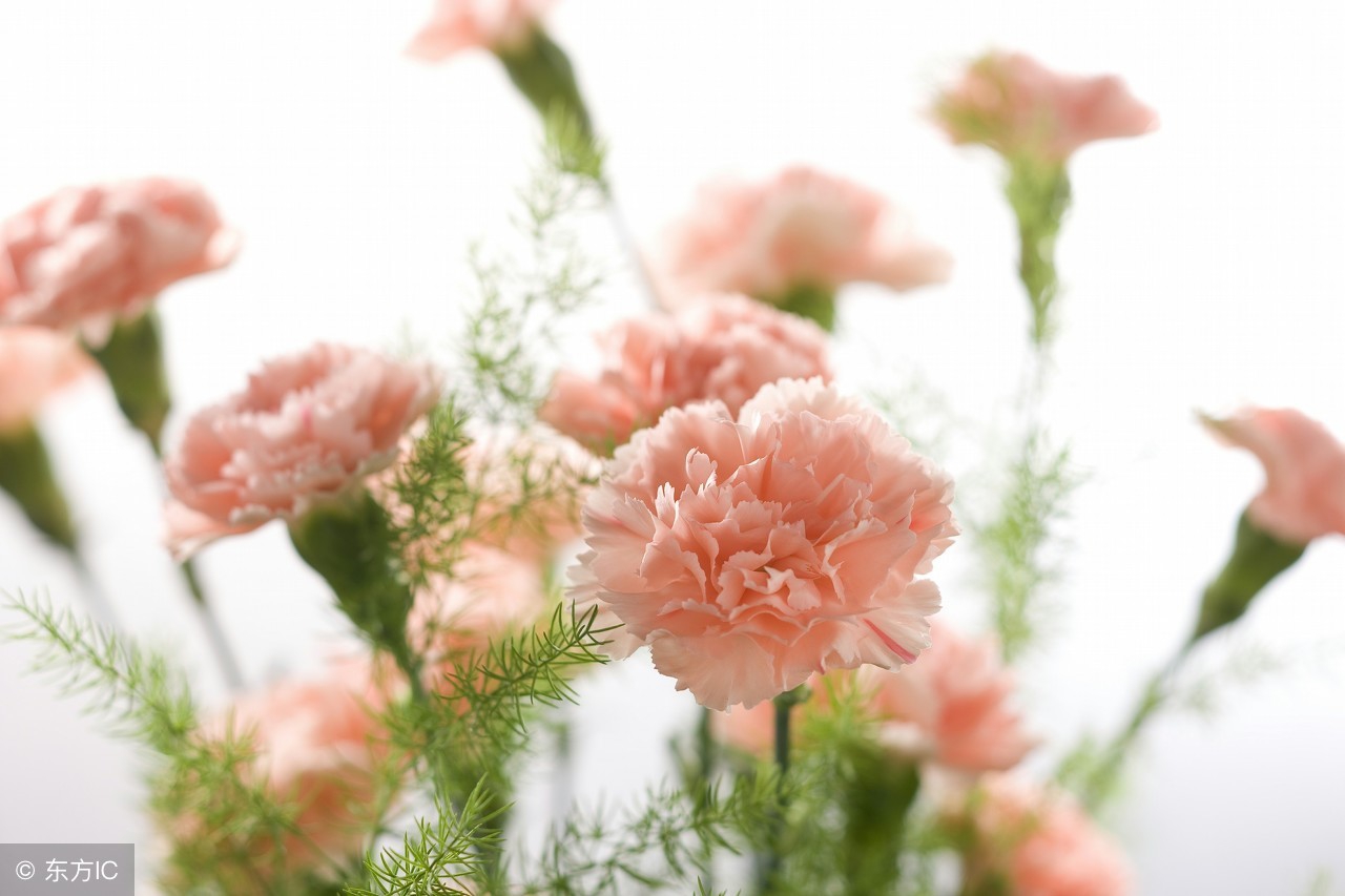 十种常见花花语大全，玫瑰 康乃馨 薰衣草 百合 满天星
