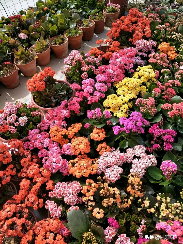 秋天养花，掌握这5点养花知识，正确管理花卉，让花健康生长